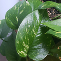 Golden Pothos Cuttings - 6 Live Unrooted Epipremnum aureum for Water or Soil Propagation