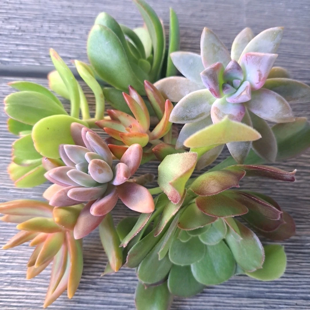 Assorted Succulent Cuttings – 5 Unrooted Cuttings for Propagation