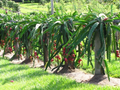 Dragon Fruit Cutting (Pitaya) - 6 Inch+ Unrooted Live Cactus Cutting for Propagation
