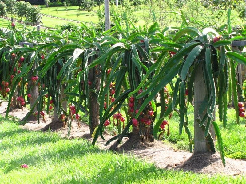 Dragon Fruit Cutting (Pitaya) - 6 Inch+ Unrooted Live Cactus Cutting for Propagation