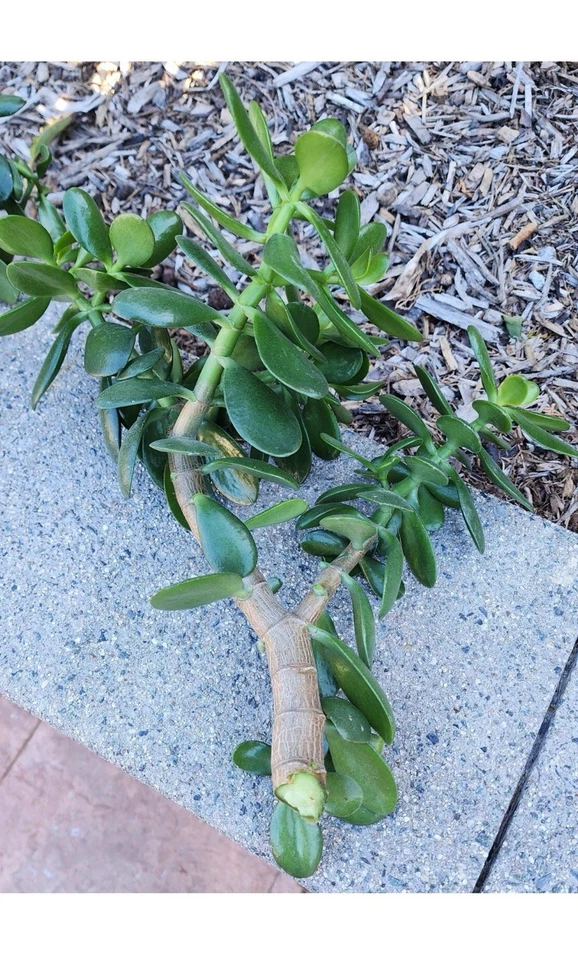 Jade Plant Cuttings Crassula ovata - 2 Unrooted Thick Cuttings 0.75-1 inch Diameter
