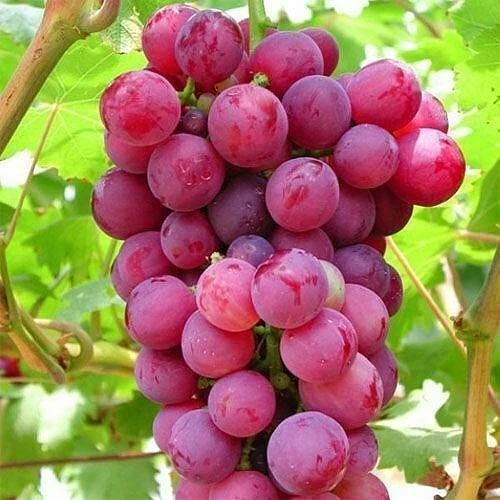 Pink Grape Vine Cuttings – 5 Cold-Hardy Vitis Cuttings for Propagation
