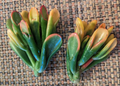 Gollum Jade Cutting - Crassula ovata 'Gollum' Unrooted Variegated 2-Inch