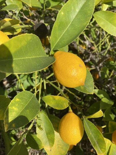Meyer Lemon Cuttings (Citrus × meyeri) - 6 Unrooted Cuttings for Propagation