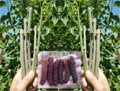Pakistan Mulberry Live Cuttings – 10 Fresh Organic Morus Cuttings for Rooting or Grafting