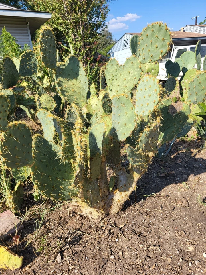Opuntia alta Prickly Pear Pad – 1 Live Cactus Pad with White Flowers