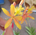 Epidendrum Orchid Cuttings – 2 Live Unrooted Cuttings, Yellow with Pink Flush