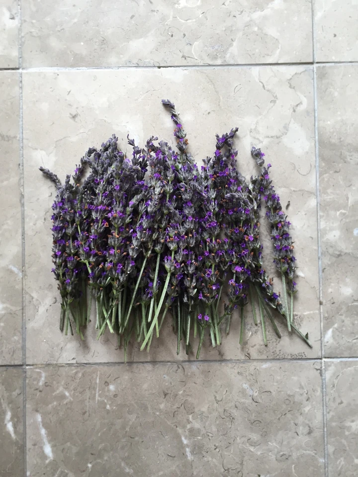 Lavandula angustifolia Lavender Cuttings - Organic California Grown, Ready to Root
