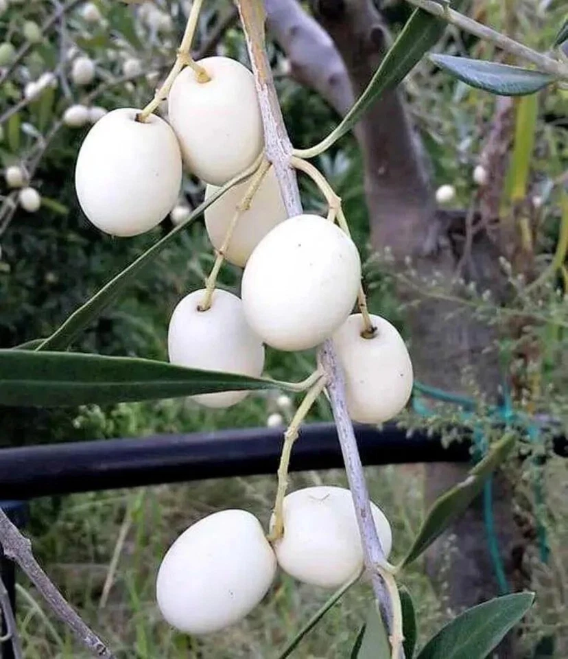 White Olive Tree Cuttings – 3 Pack Olea europaea for Rooting or Grafting