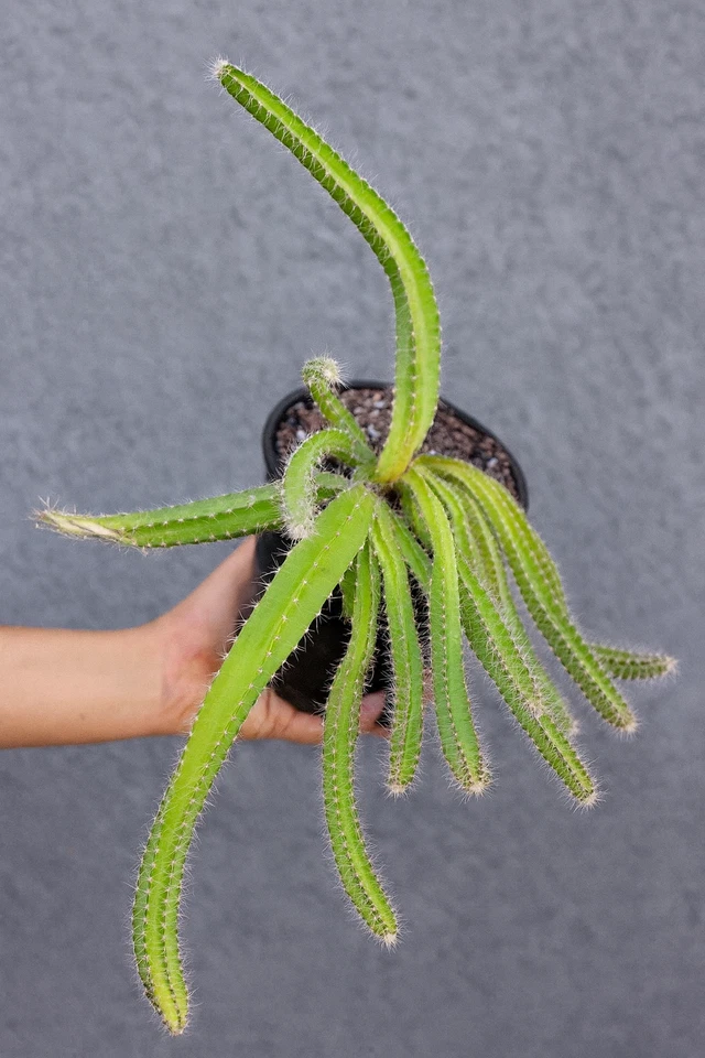 Dog Tail Cactus (Selenicereus testudo) Rooted Plant in 4" Pot