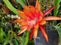 Epiphyllum Flaming Passion Unrooted Cutting - 8–10 in Orchid Cactus
