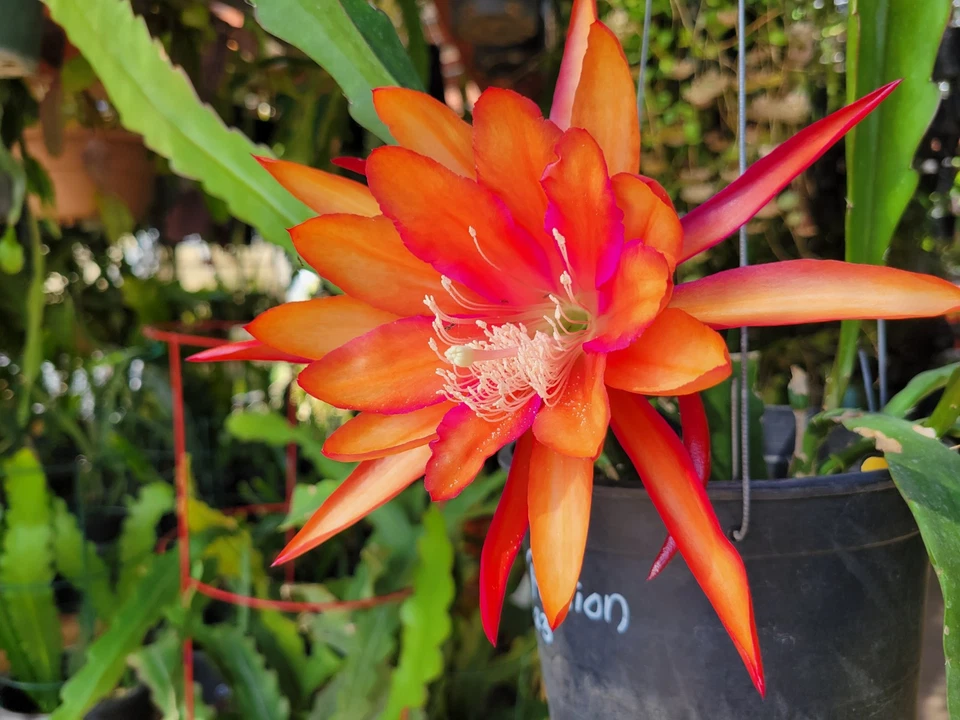 Epiphyllum Flaming Passion Unrooted Cutting - 8–10 in Orchid Cactus