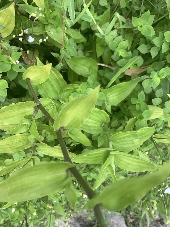Wandering Jew Lime Tradescantia Green - 7 Unrooted Fresh Cuttings