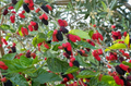 Red Mulberry Morus rubra Cuttings – 12 Unrooted Stems for Easy Rooting
