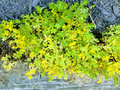 Creeping Sedum Cuttings - 49 Unrooted Live Cuttings, Mixed 1"–5" (Groundcover Sedum)
