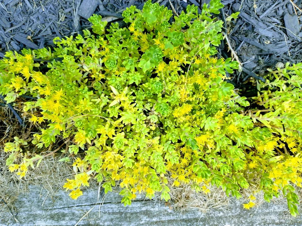 Creeping Sedum Cuttings - 49 Unrooted Live Cuttings, Mixed 1"–5" (Groundcover Sedum)