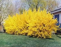 Forsythia Shrub Cuttings – 10 Unrooted 6–8 Inch Cuttings for Rooting