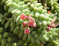 Donkey Tail Succulent Cutting (Sedum morganianum) – 4 inch Unrooted Cutting for Propagation