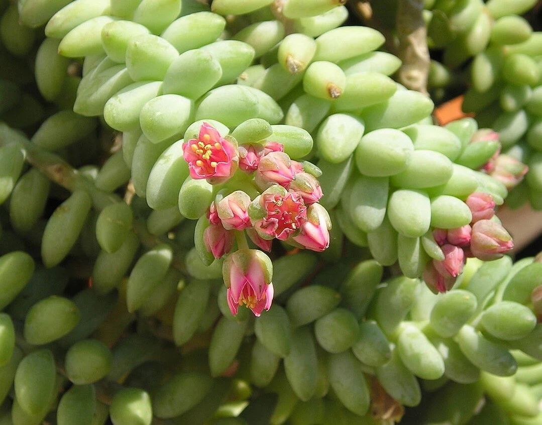 Donkey Tail Succulent Cutting (Sedum morganianum) – 4 inch Unrooted Cutting for Propagation