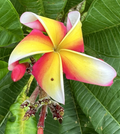 Plumeria Candy Stripe Live Cuttings (10–12 in) – 2 Cuttings + 1 Extra, Bare Cuttings