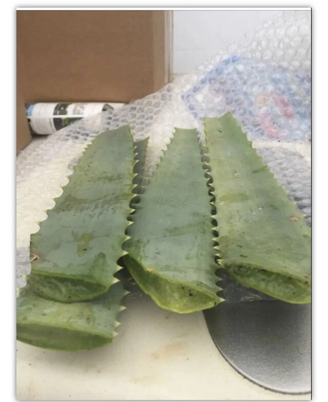 Aloe arborescens Leaves 14oz Freshly Cut from 10-Year Mother Plant