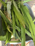 Dragon Fruit Cuttings 8–14" | Hylocereus Live Climbing Cactus for Rooting