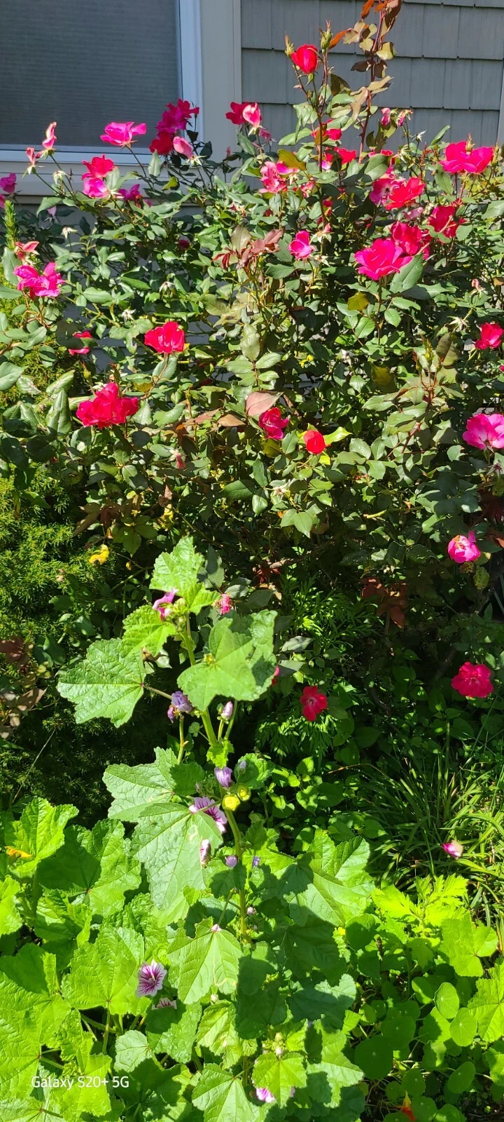 Rugosa Red Rose Robusta Cuttings – 10 Fresh Unrooted 5–8in for Propagation