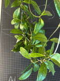 Hoya crassipetiolata Node Cutting | Propagation, Indoor Vining Hoya