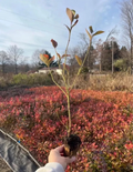 Blueberry Rooted Cuttings – 15 Live Rooted Cuttings for Planting