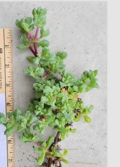 Pink Ice Plant Cuttings - Oscularia/Lampranthus deltoides 5-Pack