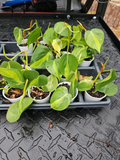 Philodendron Brasil – Rooted Live Plant, Variegated Hederaceum Cordatum