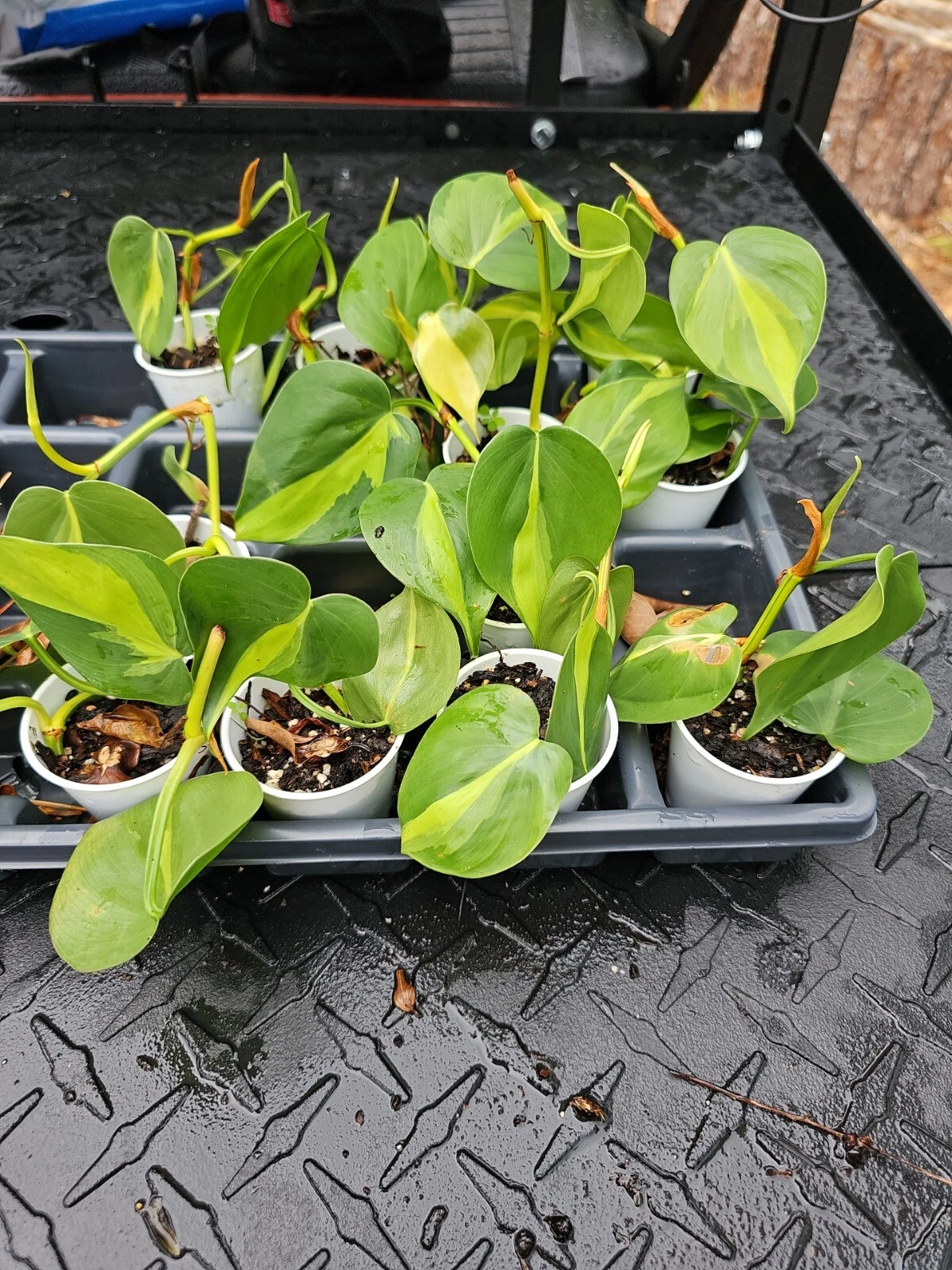 Philodendron Brasil – Rooted Live Plant, Variegated Hederaceum Cordatum