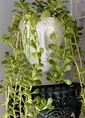 Senecio jacobsenii Weeping Creeping Jade Cutting - 3" Unrooted Trailing Succulent
