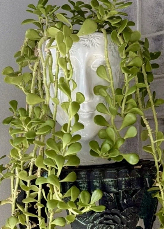 Senecio jacobsenii Weeping Creeping Jade Cutting - 3" Unrooted Trailing Succulent