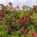 Blackberry Cuttings – 3 Fresh Unrooted Rubus Cuttings for Propagation
