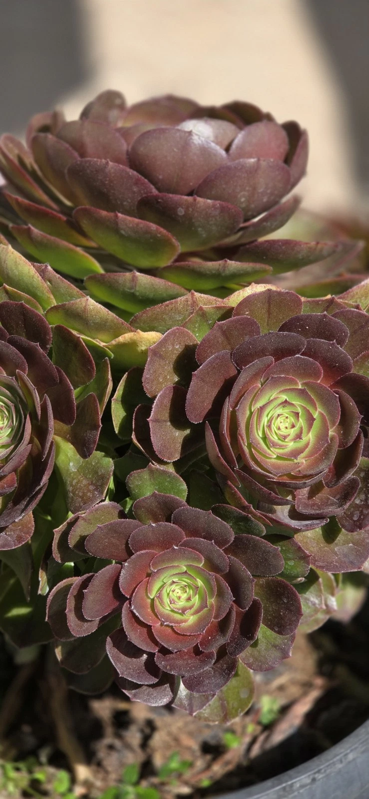 Aeonium Halloween Live Succulent Cutting - Orange-Green Rosette, Unrooted