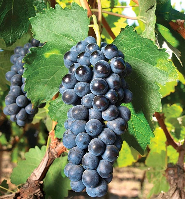 Concord Grape Cuttings (Vitis labrusca) - 10 Unrooted Cuttings for Rooting