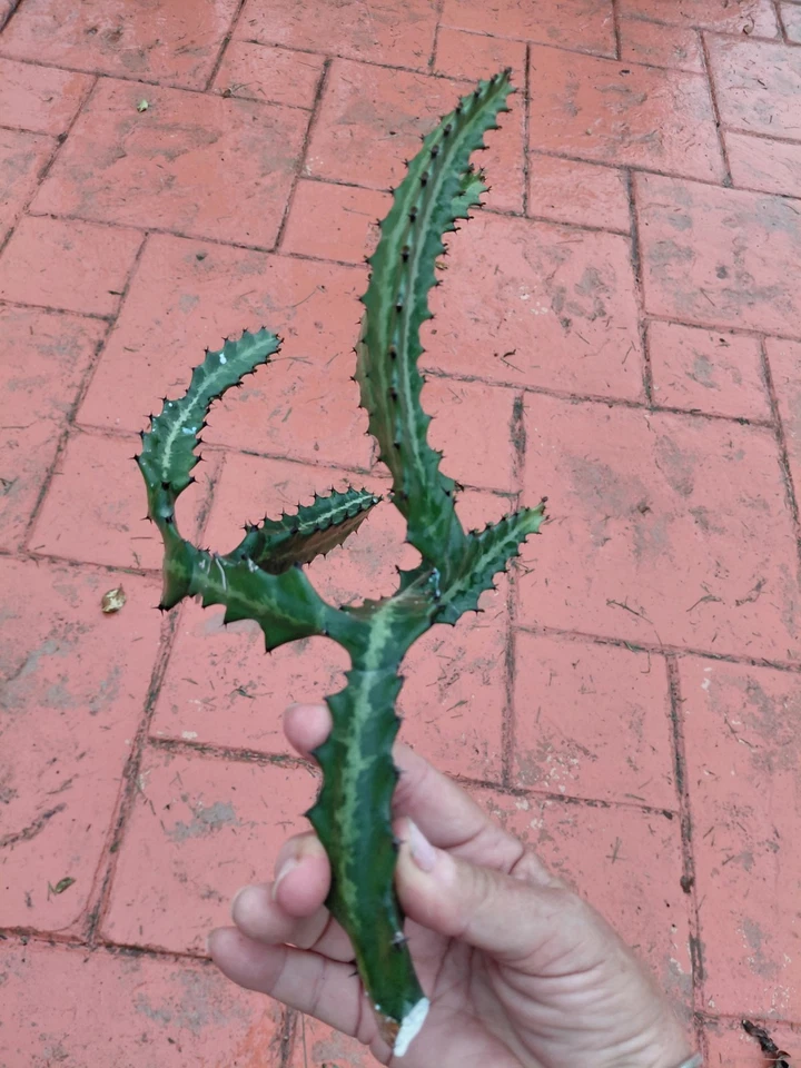 Dragon Bones Cactus Cutting - Euphorbia lactea 'Milk Stripe' Variegated Candelabra Cut