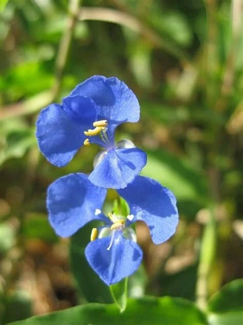 Commelina cyanea Spiderwort Fresh Cuttings - Unrooted Trailing Houseplant, Easy Propagation