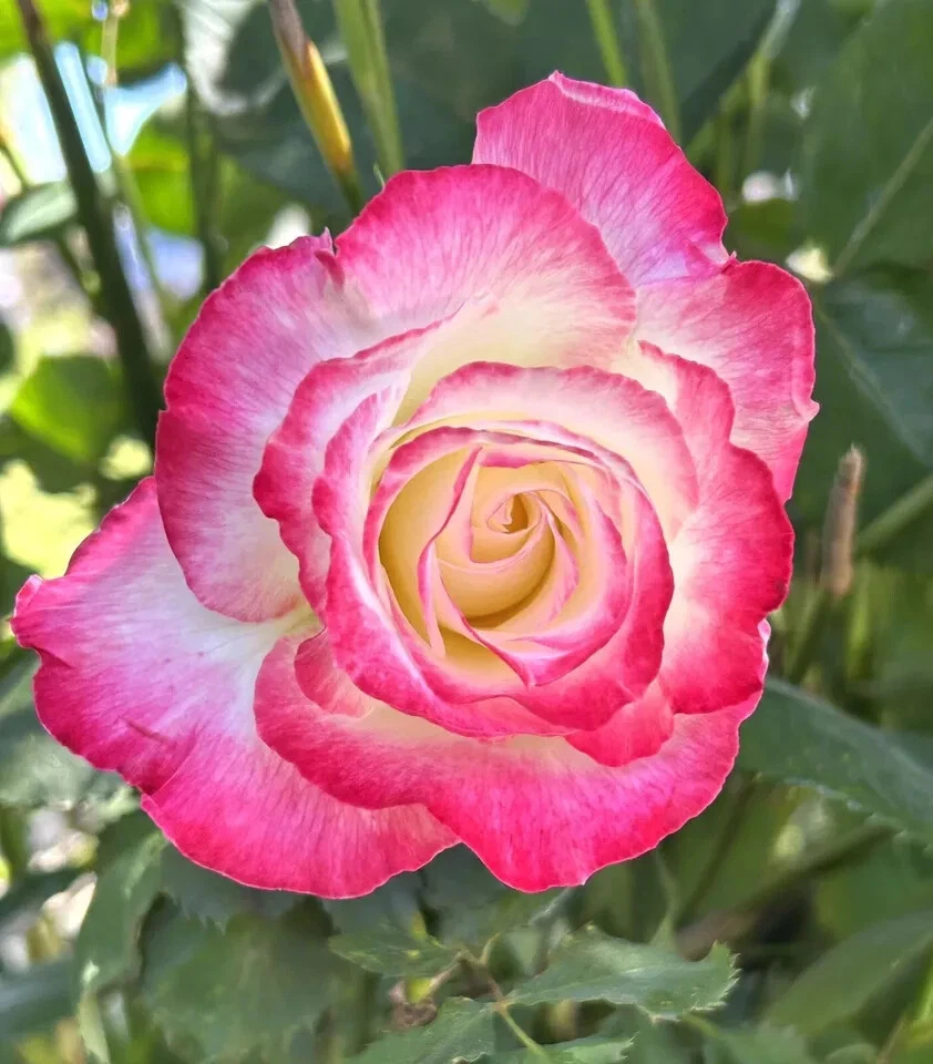 Double Delight Rose Cuttings - 5 Unrooted Live Stems for Propagation