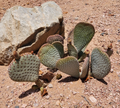 Beavertail Prickly Pear Opuntia basilaris Unrooted Pad Cutting