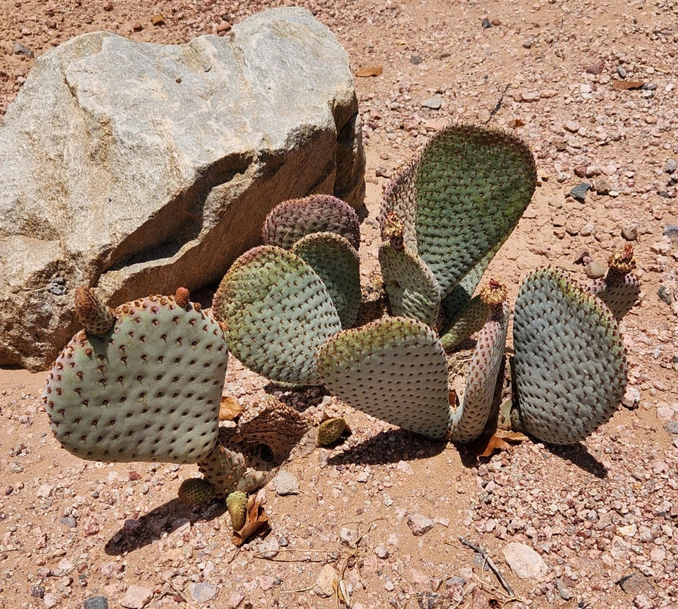 Beavertail Prickly Pear Opuntia basilaris Unrooted Pad Cutting