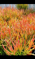 Fire Sticks Pencil Cactus Cuttings – 3 Unrooted 12" Euphorbia tirucalli Propagation