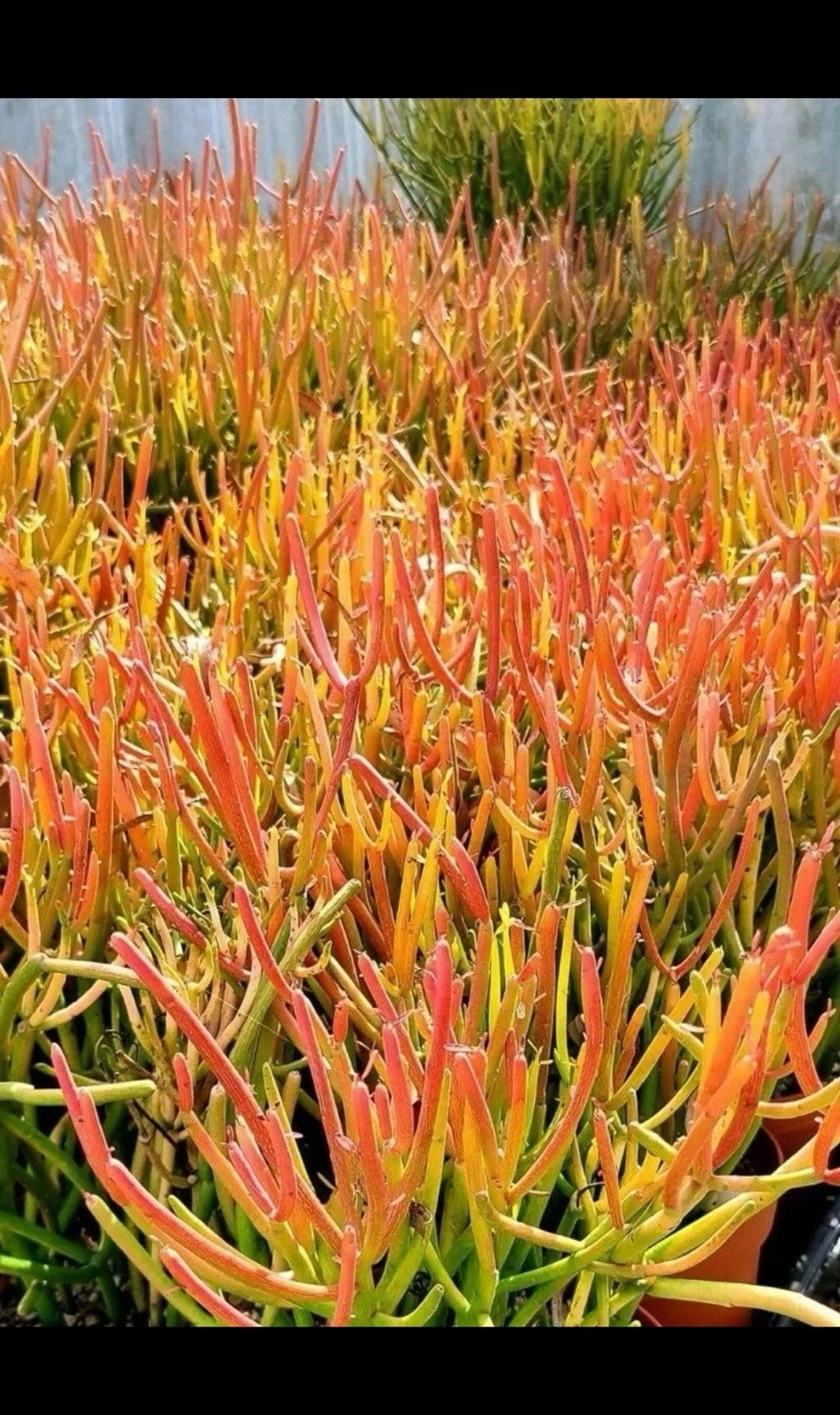 Fire Sticks Pencil Cactus Cuttings – 3 Unrooted 12" Euphorbia tirucalli Propagation