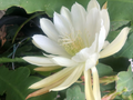 Epiphyllum White Shining Orchid Cactus Cuttings – 2 Live Unrooted Cuttings for Propagation