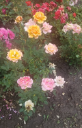 Miniature Rose Cuttings Set of 3 - Unrooted, Apricot to Pink, Bare Cuttings