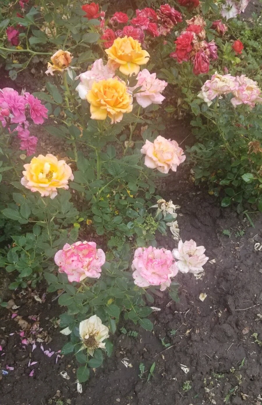 Miniature Rose Cuttings Set of 3 - Unrooted, Apricot to Pink, Bare Cuttings