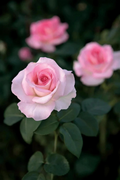 Pink Promise Rose Cuttings - 3 Live Unrooted Pink Promise Rose Cuttings for Rooting or Grafting