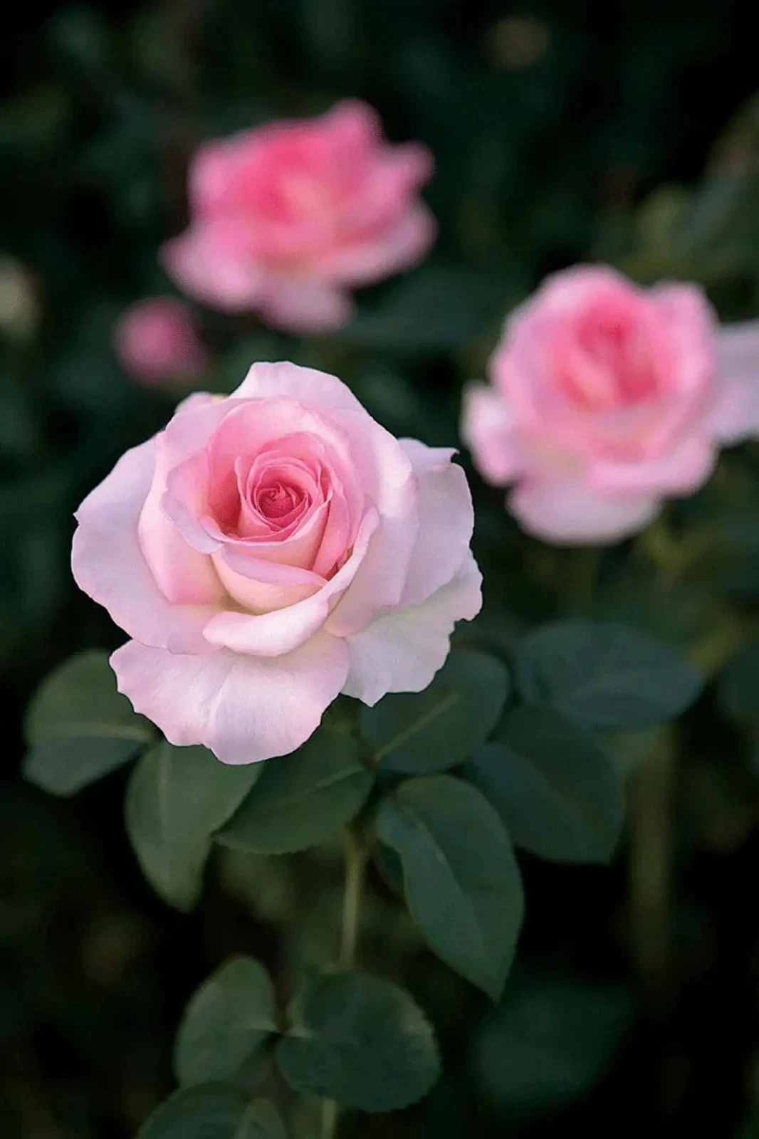 Pink Promise Rose Cuttings - 3 Live Unrooted Pink Promise Rose Cuttings for Rooting or Grafting