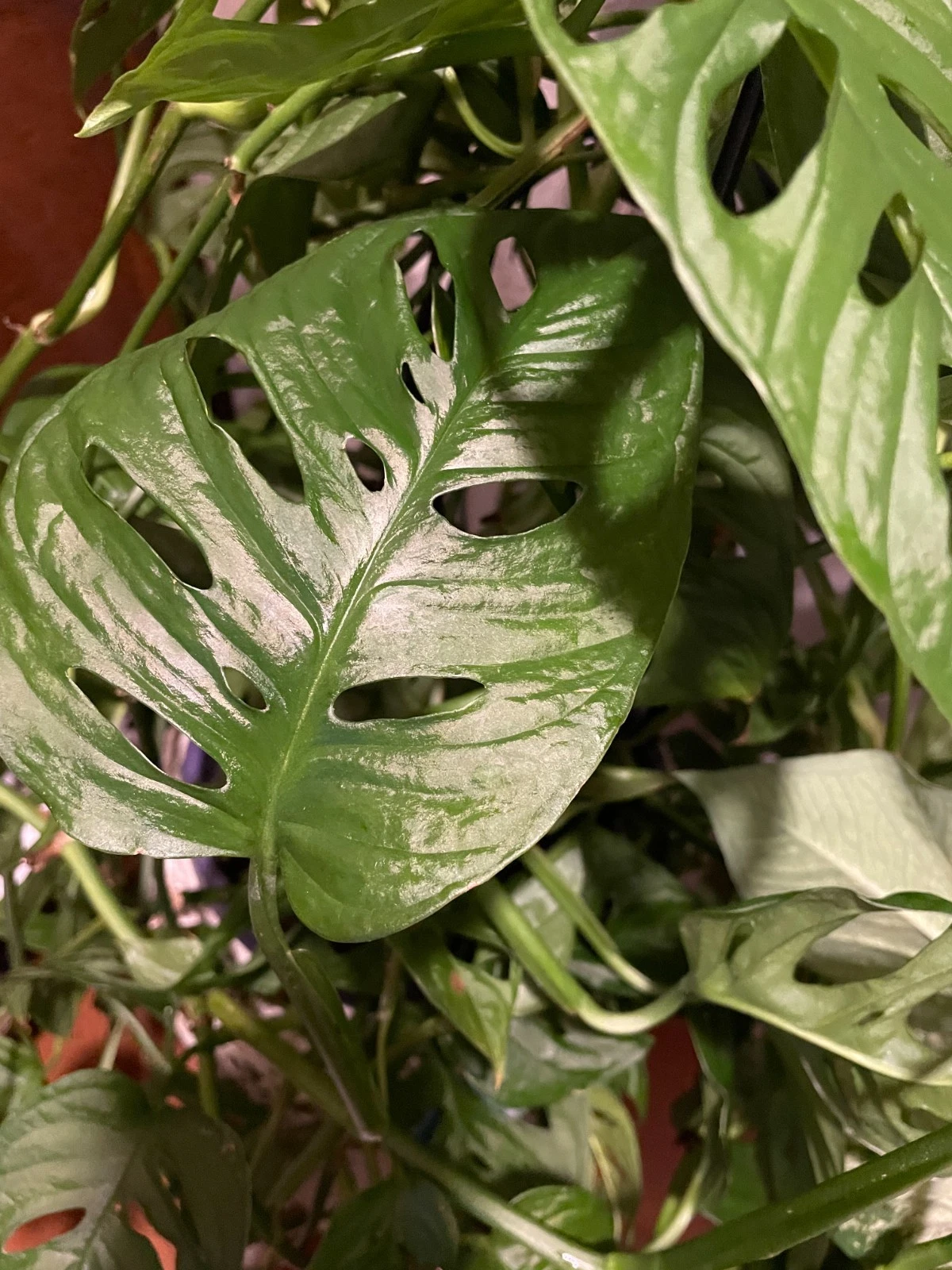 Monstera Adansonii Aurea Cuttings - 2 Unrooted Two-Node Pieces
